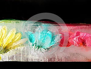 Colourful ice covered flowers showing frozen petals a flower heads