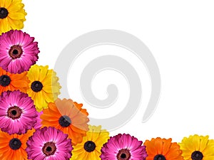 Colourful isolated pink yellow and orange gerbera daisy background