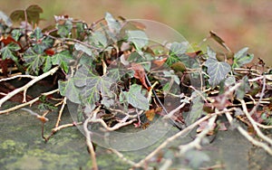 Colourful ivy plants growing on the wall