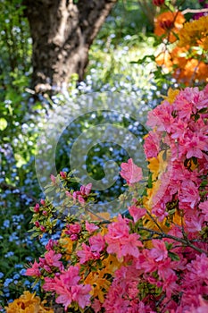 Colourful Japanese azaleas in dappled shade outside the walled garden at Eastcote House Gardens in Eastcote Hillingdon, UK