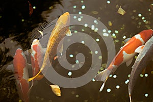 Colourful Japanese Koi fish swimming in a pond at Senso-ji temple, Tokyo, Japan
