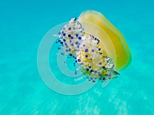 Colourful jellyfish at the mediterranean sea of Lloret de Mar