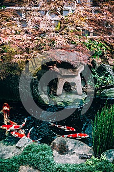Colourful Koi Carp Fish in Japanese garden pond with plants, tree and stone