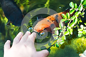 Colourful kois fish eating from hand orange and black