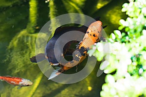 Colourful kois fish eating from hand orange and black