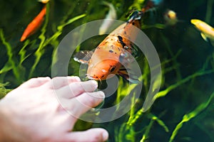 Colourful kois fish eating from hand orange and black