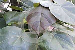 Colourful lamina of a leaf