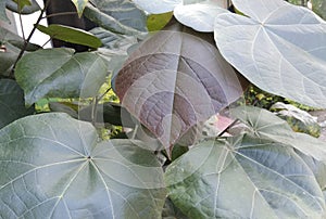 Colourful lamina of a leaf photo