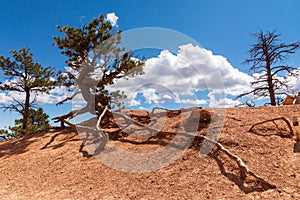 Colourful landscapes in Bryce Canyon National Park, Utah, USA.