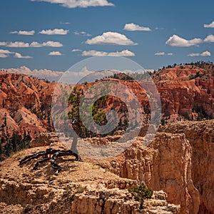 Colourful landscapes in Bryce Canyon National Park, Utah, USA.