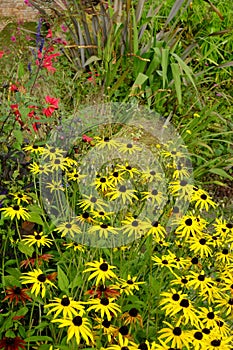 Colourful late summer flower garden