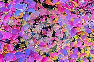 Colourful Leaf Background
