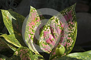 Colourful leaves of a aglaonema commutatum or Philippines evergreen plant