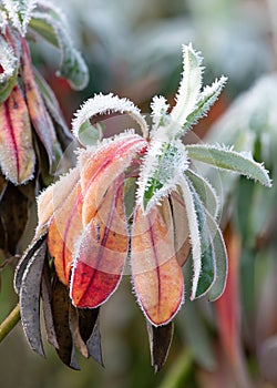 Colourful leaves of the evergreen plant, Euphorbia stygiana, on a frosty winters morning in Kew Gardens