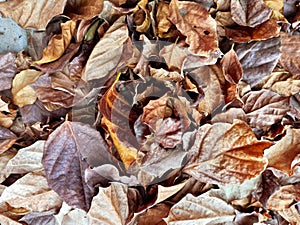 colourful leaves spread on earth close up shot