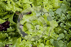 Colourful Lettuce plants - lactuca sativa in the vegetable garden - fresh salad leaves are growing on the veggie farm