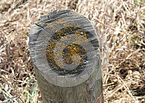 Colourful lichen colony wood top