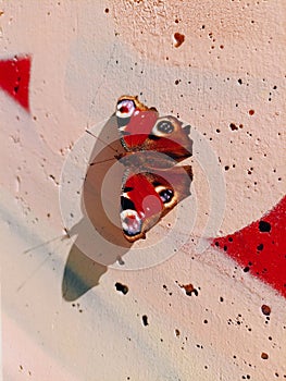 Colourful life of butterfly