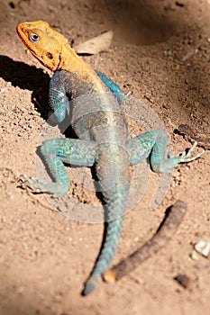 Colourful lizard looking at you