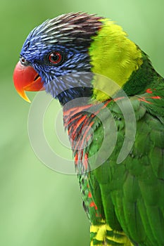 Colourful Lory