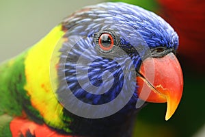 Colourful Lory