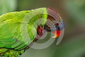 Colourful lory in bird park, Singapore