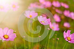 Cosmos flower in the garden and morning sunlight photo
