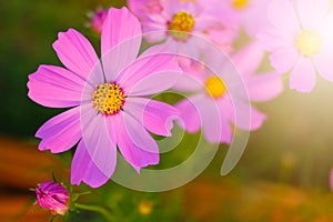 Cosmos flower in the garden and morning sunlight photo