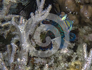 Colourful Madarinfish Synchiropus splendidus on a night dive