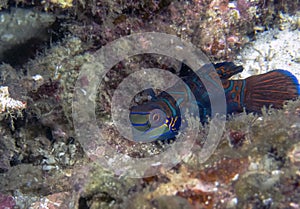 Colourful Madarinfish Synchiropus splendidus on a night dive