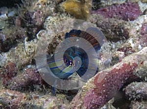 Colourful Madarinfish Synchiropus splendidus on a night dive