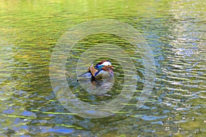 Colourful male Manadarin perching duck swimming in a pond