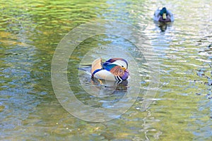 Colourful male Manadarin perching duck swimming in a pond