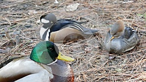Colourful mallard dabbling duck in natural habitat. Waterflow multi colored bird in wild nature, iridescent green