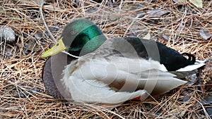 Colourful mallard dabbling duck in natural habitat. Waterflow multi colored bird in wild nature, iridescent green