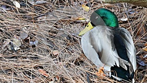 Colourful mallard dabbling duck in natural habitat. Waterflow multi colored bird in wild nature, iridescent green