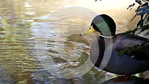 Colourful mallard dabbling duck in natural habitat. Waterflow multi colored bird in wild nature. Waterbird in wilderness