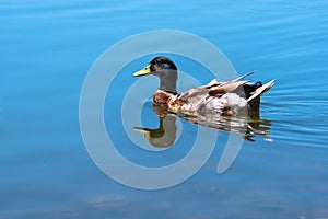 Colourful Mallard duck swims in the lake or river on reflection shadow under sunlight landscape.Birds and animals in wildlife.