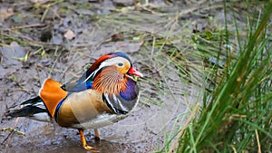 Colourful Mandarin Duck, Aix galericulata, a Resident British bird