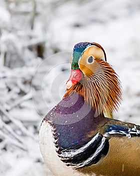 Colourful Mandarin Duck, Aix galericulata, in snow. Resident British bird