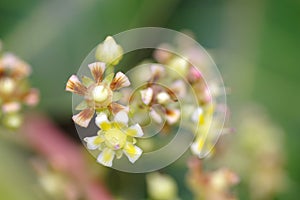 Colourful mango flowers