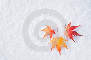 Colourful maple leave falling on fresh white snow ice