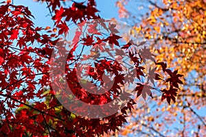 Colourful maple leaves against a blue sky during Japan`s Autumn Koyo season photo
