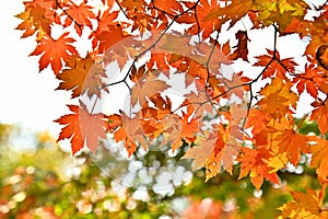 Colourful maple leaves in autumn color when the leaves change colorful  of is in the park, green, yellow, orange and red