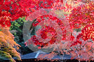 Colourful maple leaves in Japan during Autumn Koyo season