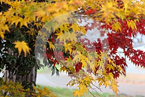 Colourful maple leaves in Japan during Autumn Koyo season photo
