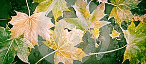 Colourful maple leaves on a porch floor