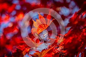 Colourful maple leaves on a sunny autumn day