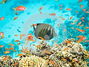 Colourful marine life in Red Sea, Egypt, Dahab.