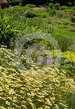 Colourful mature garden influenced by the naturalistic planting at Bressingham Gardens, Diss, Norfolk UK